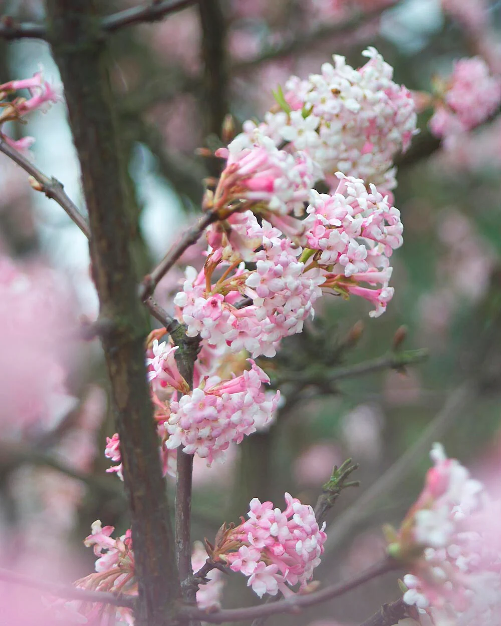 Viburnum 'Dawn' - Image 4