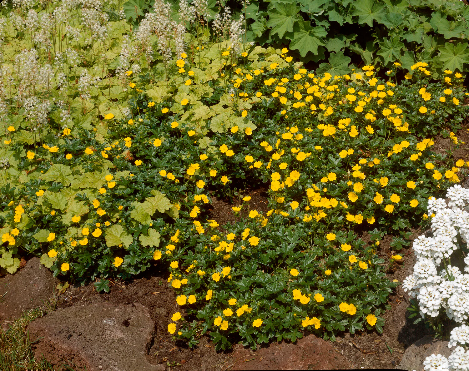 Waldsteinia ternata - Image 10