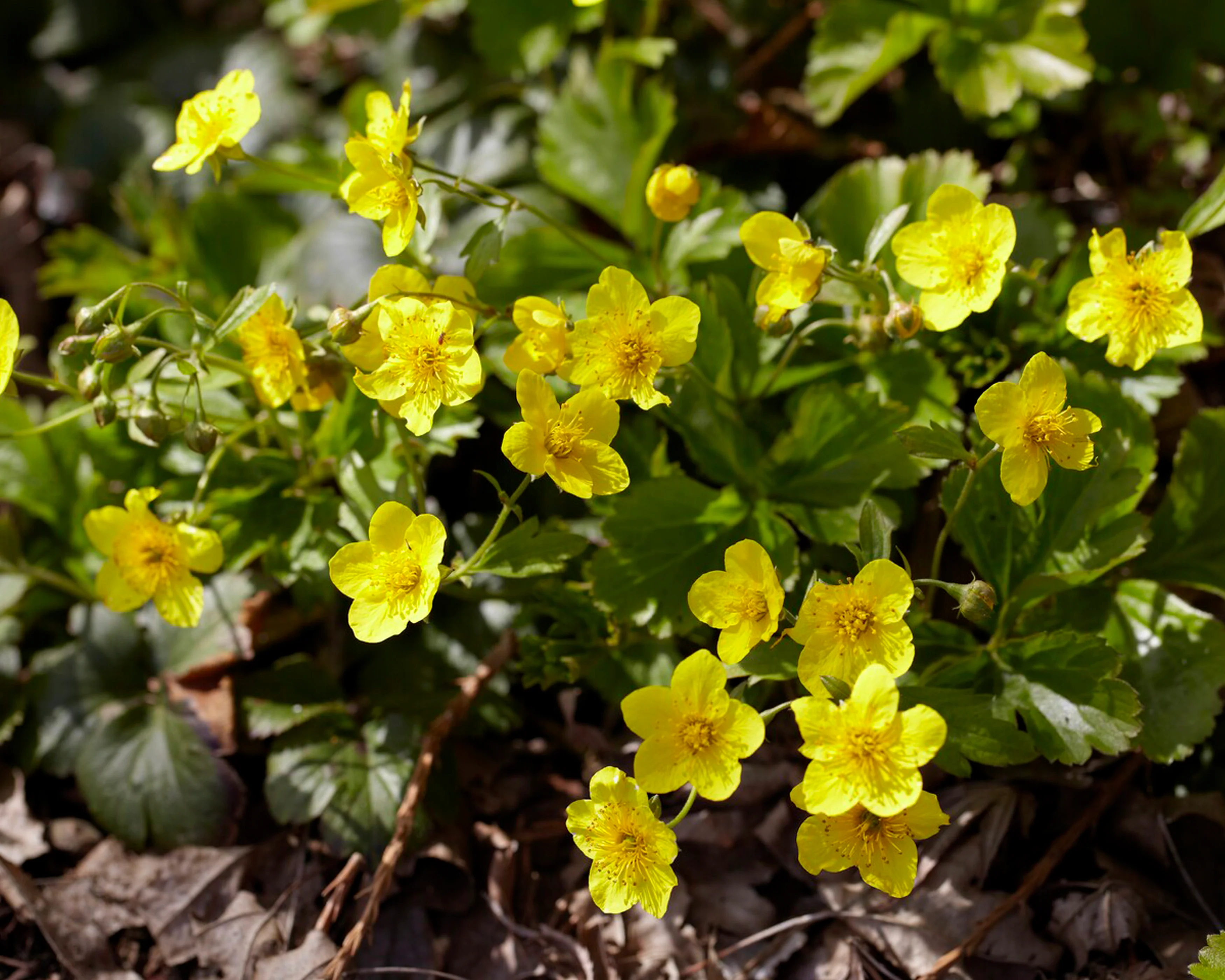 Waldsteinia ternata - Image 11
