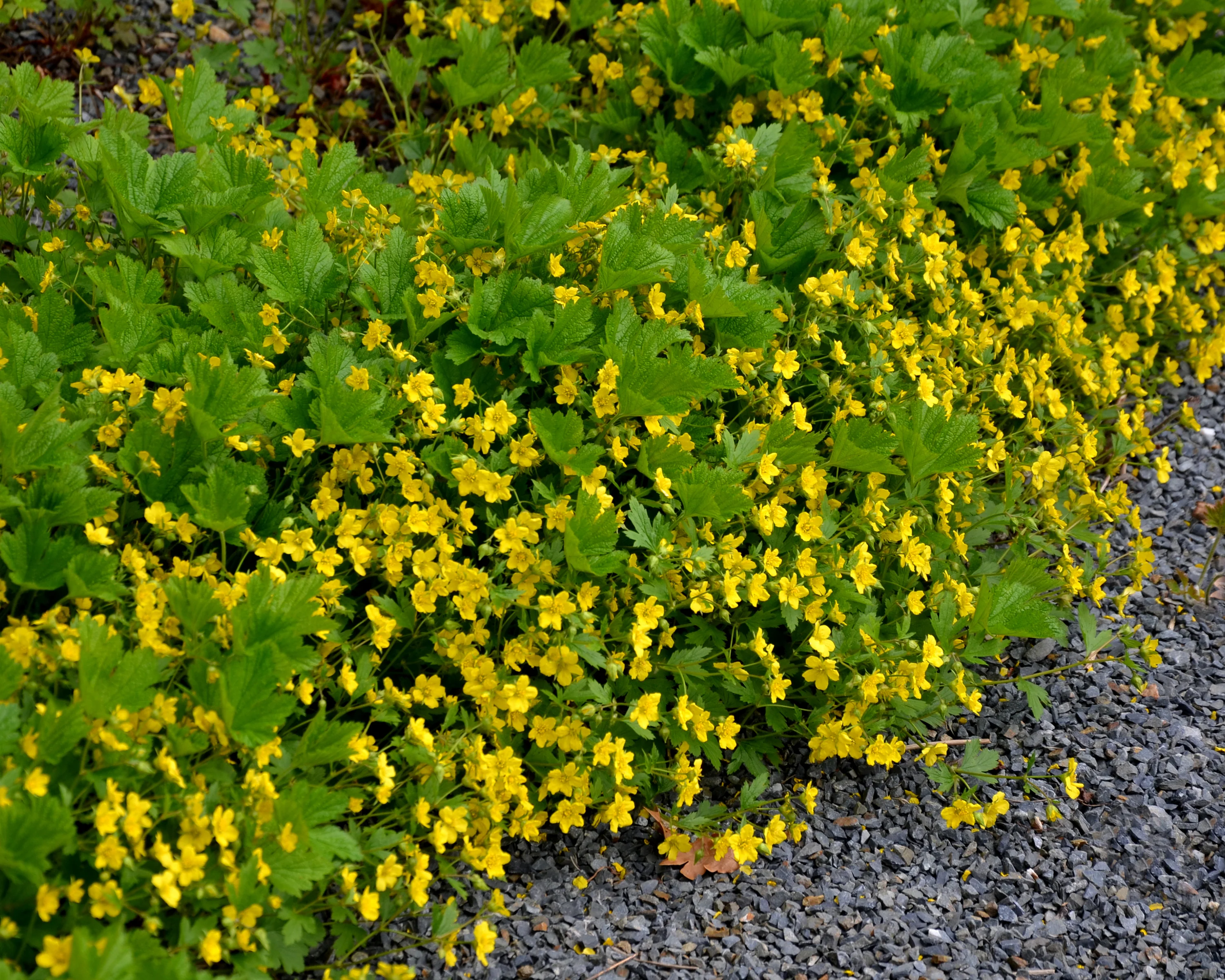 Waldsteinia ternata - Image 4