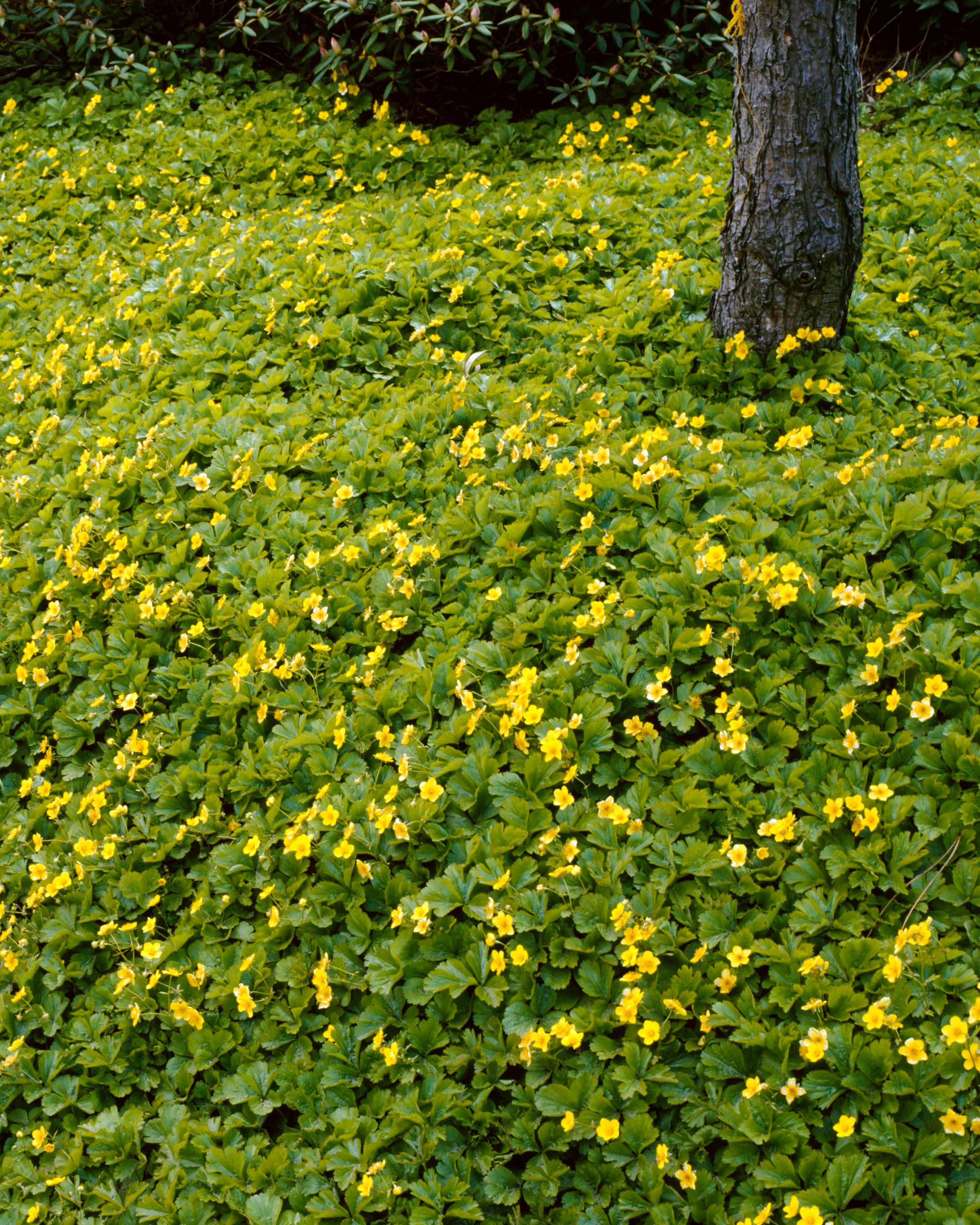 Waldsteinia ternata - Image 6