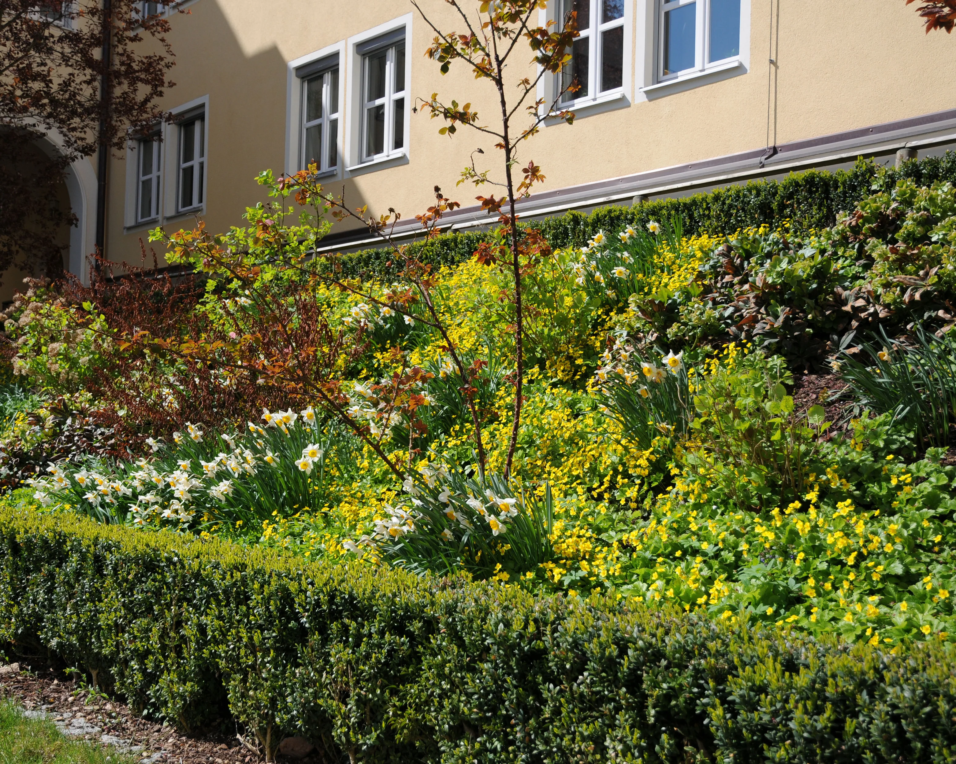 Waldsteinia ternata - Image 7