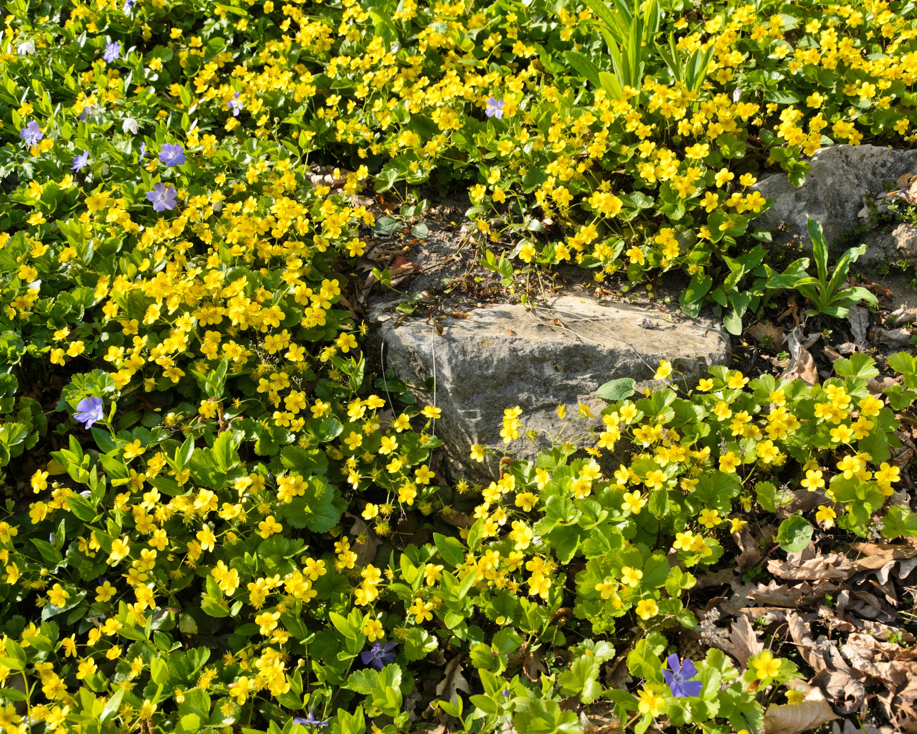 Waldsteinia ternata - Image 8