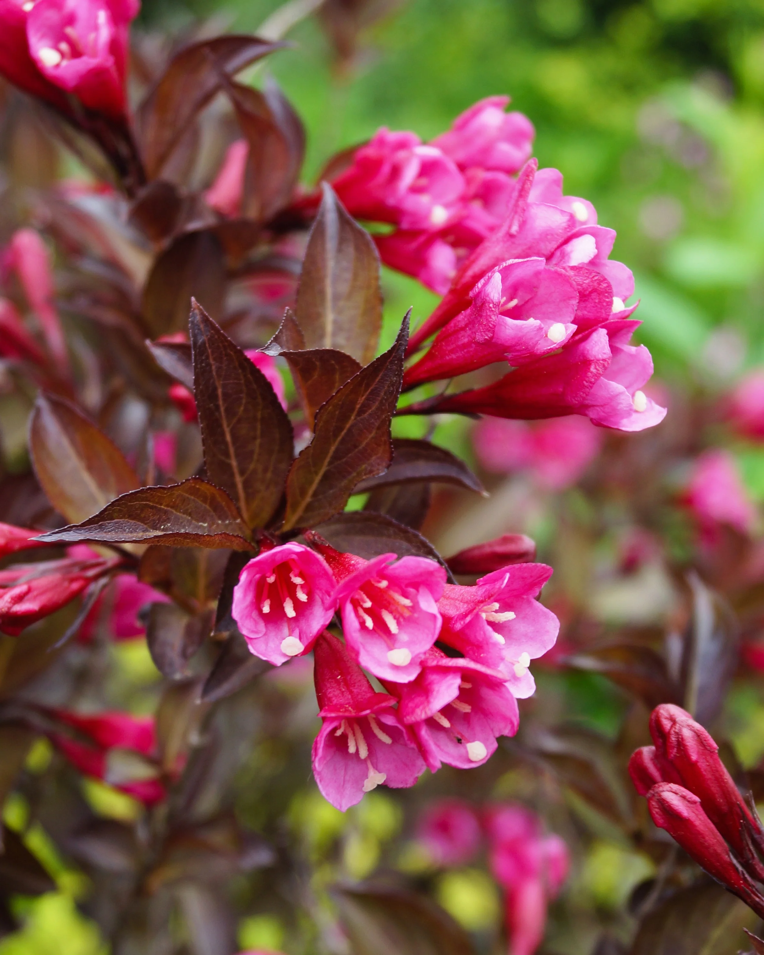 Weigela 'Alexandra' - Image 2