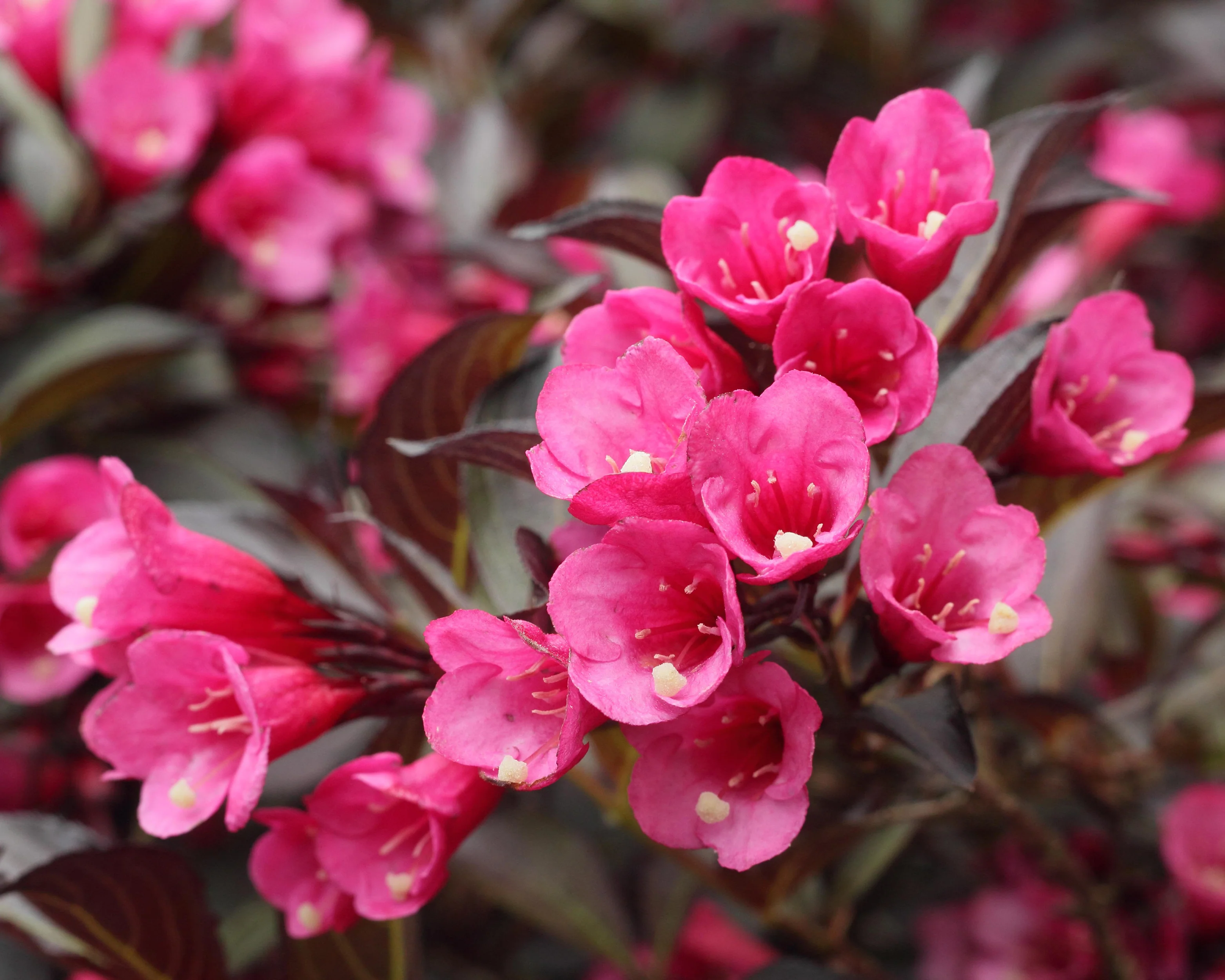 Weigela 'Alexandra' - Image 3