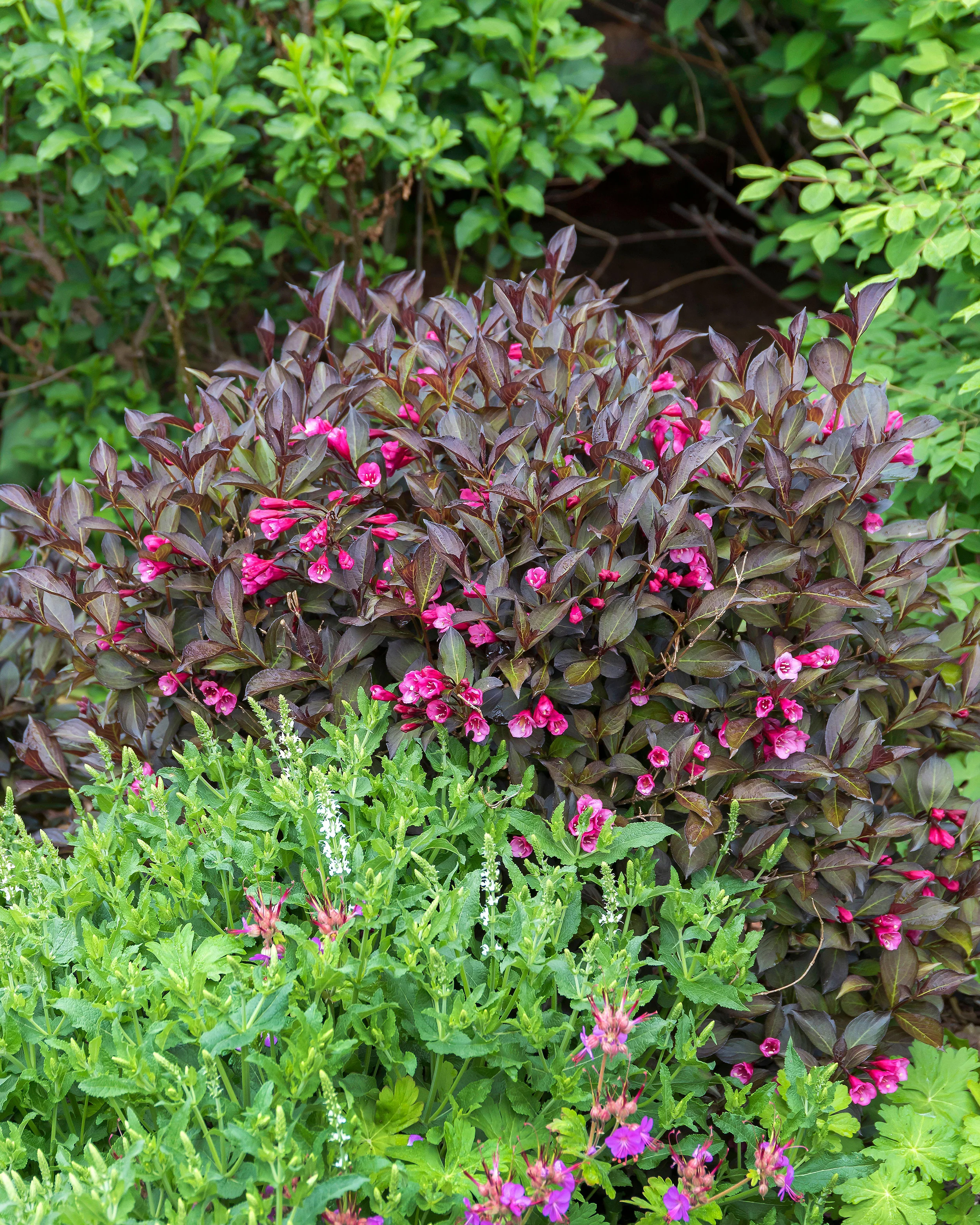 Weigela 'Alexandra' - Image 4