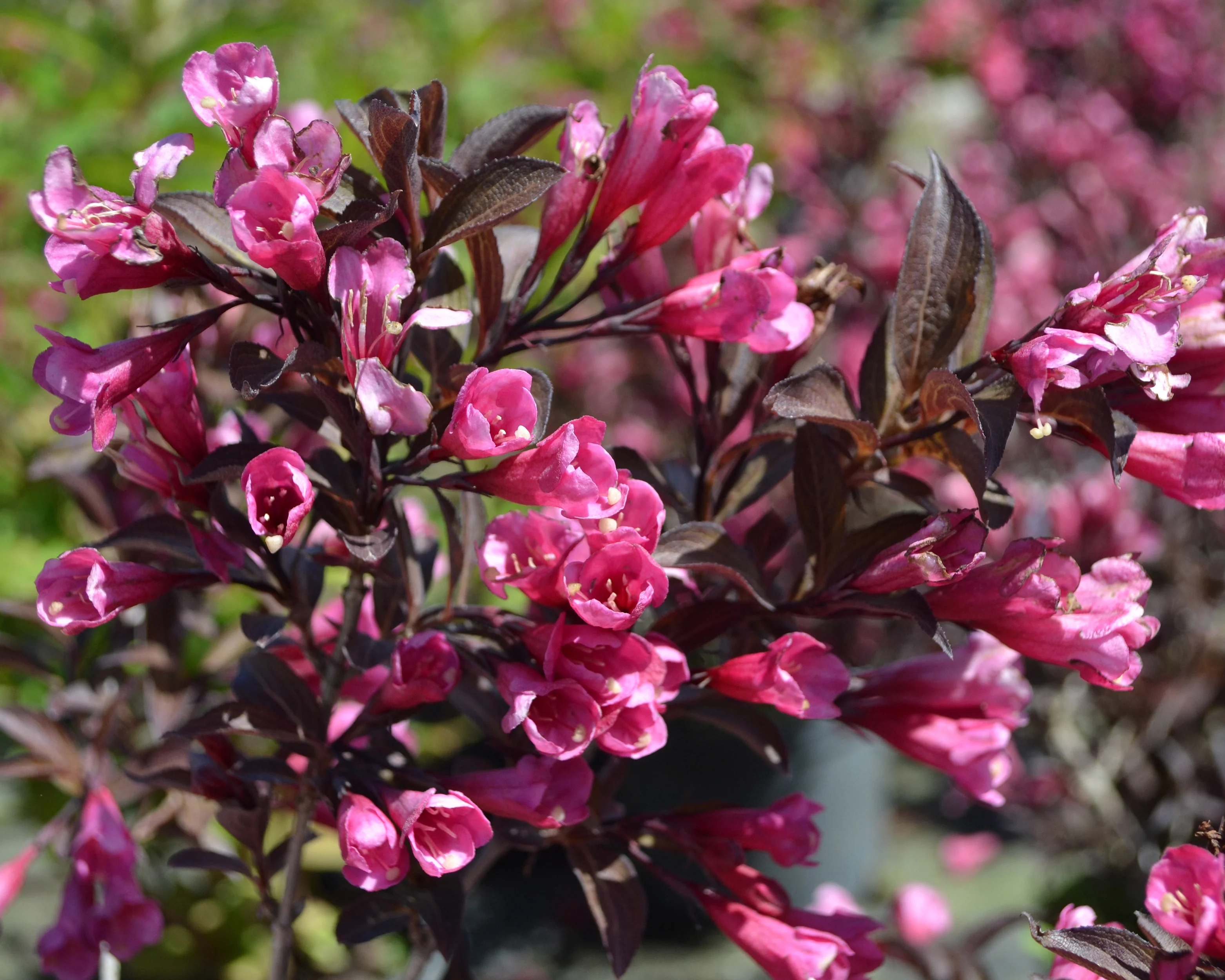 Weigela 'Alexandra' - Image 5
