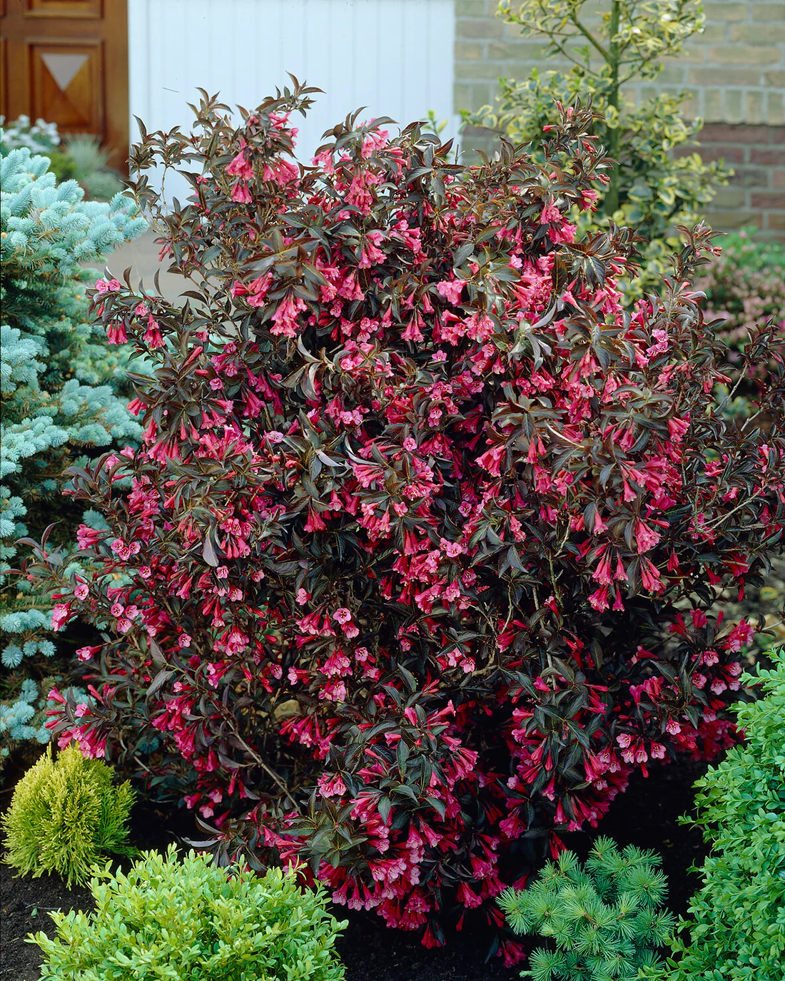 Weigela 'Alexandra' - Image 6