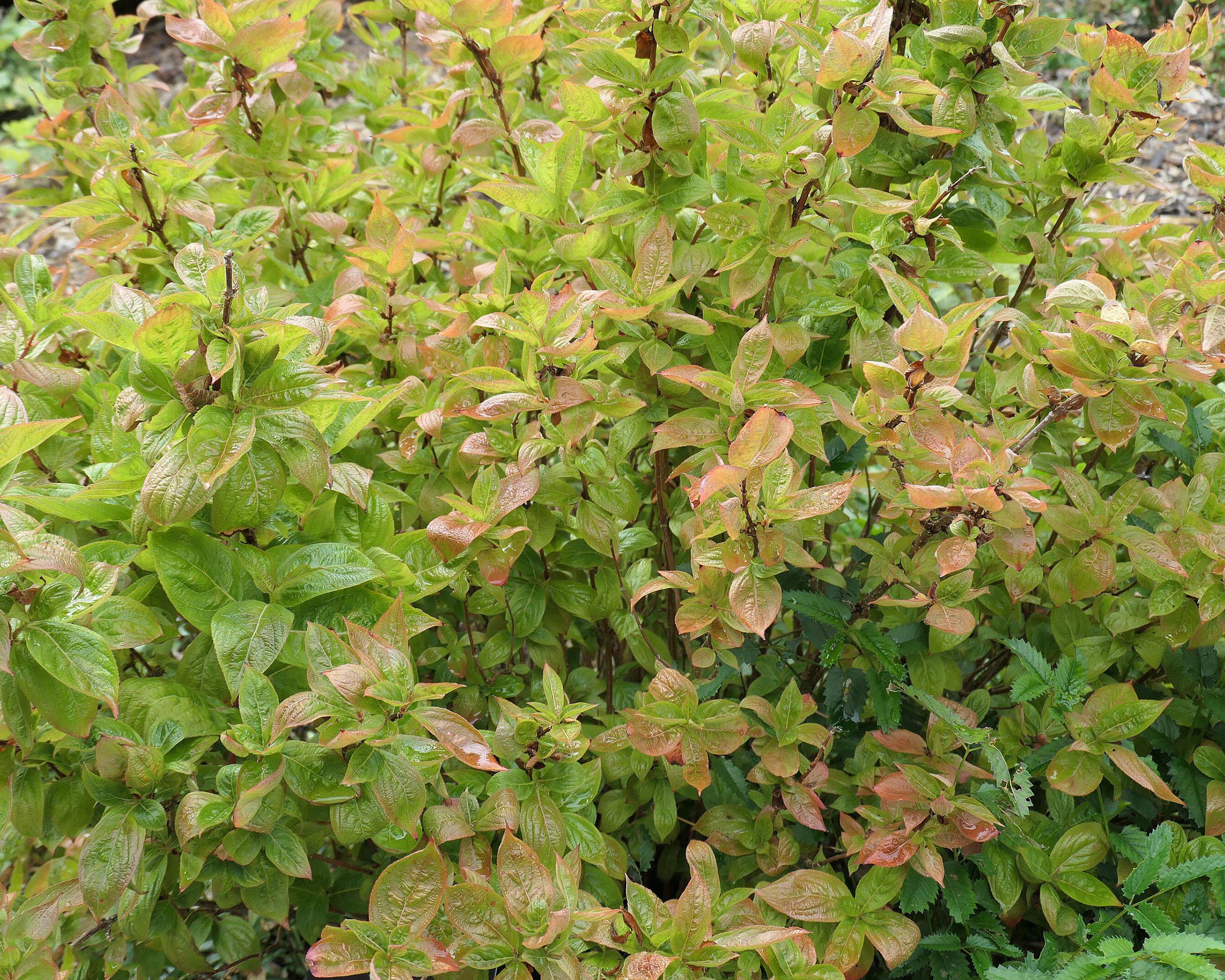 Weigela 'Wings of Fire' - Image 6