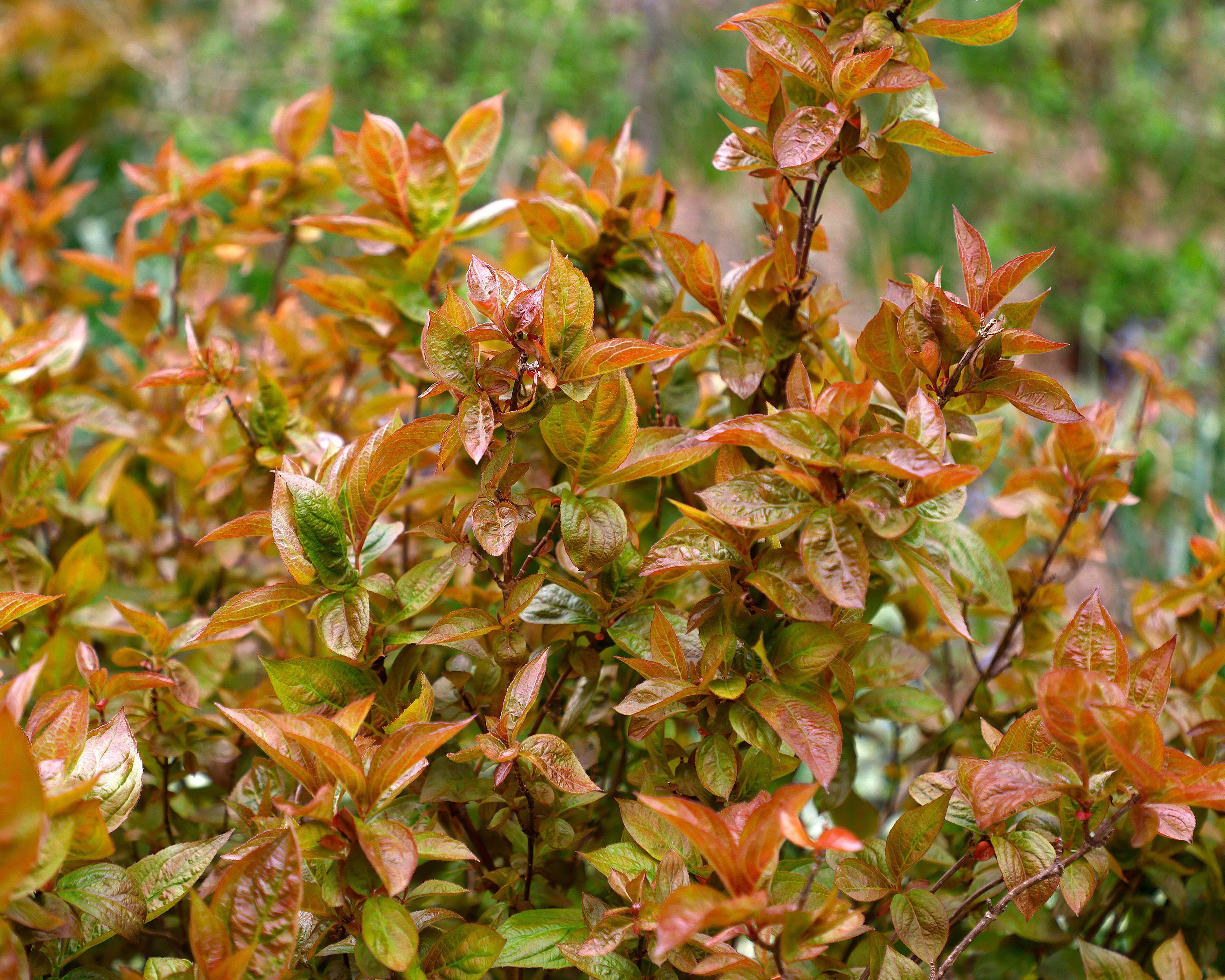 Weigela 'Wings of Fire' - Image 7