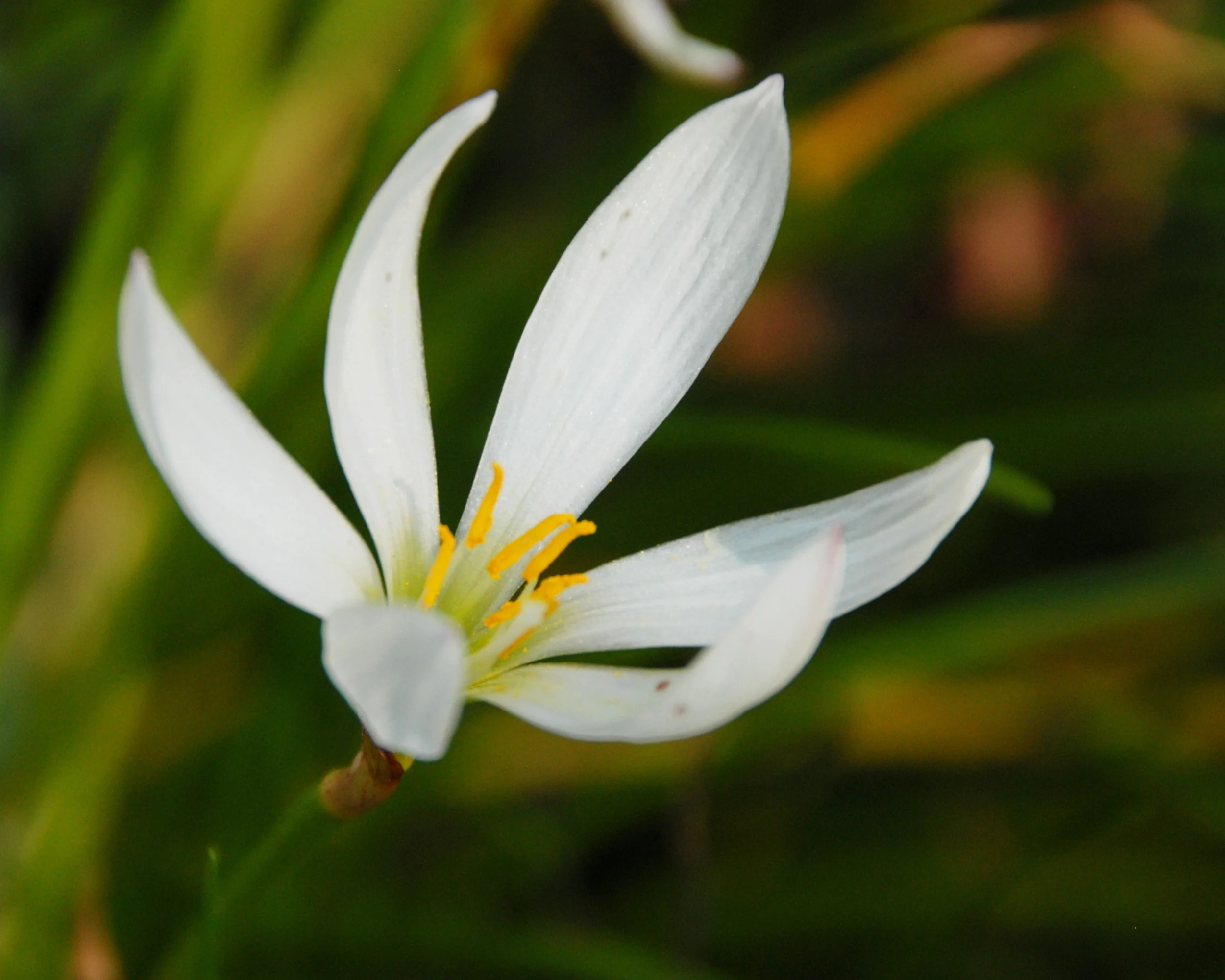 Zephyranthes candida - Image 3