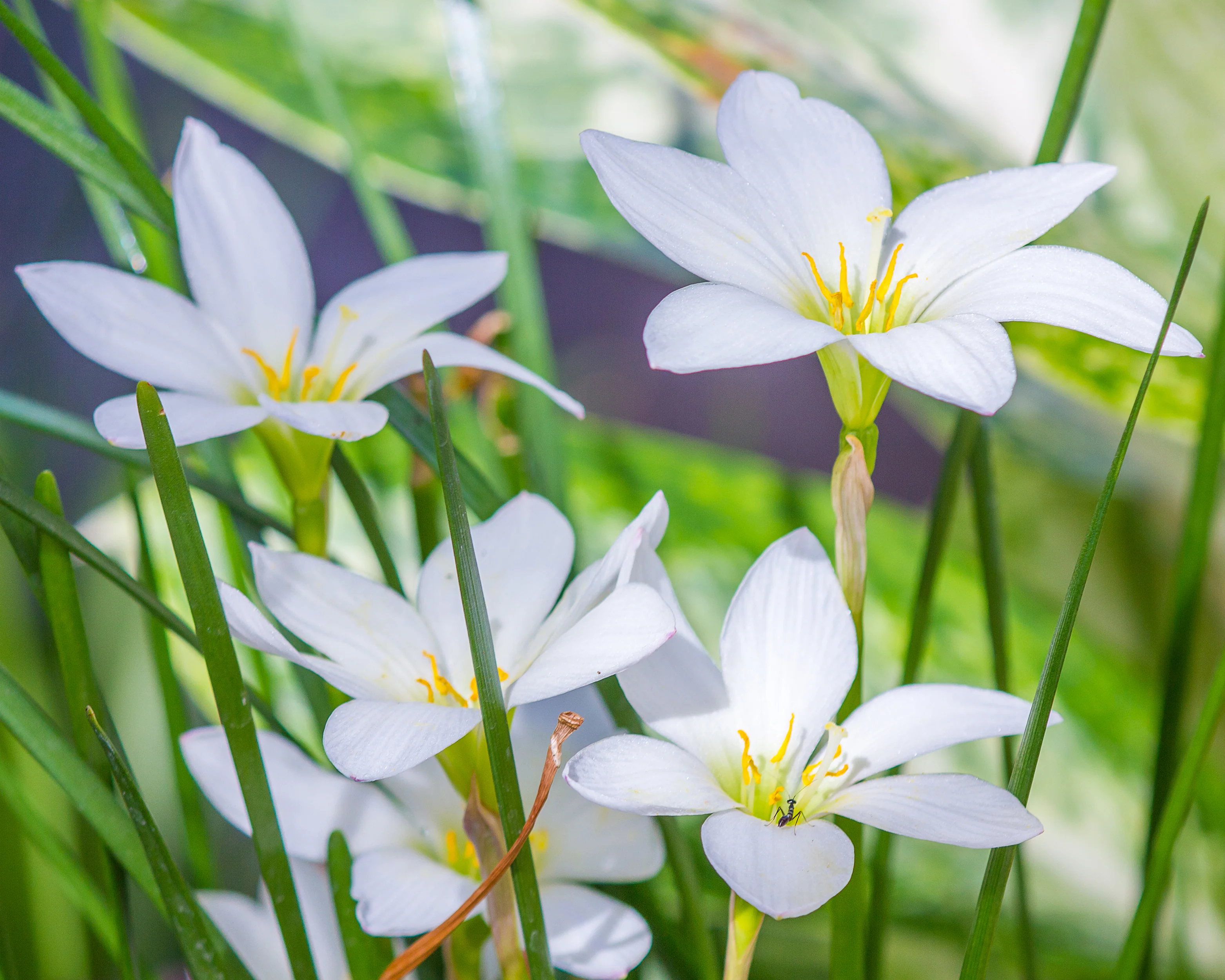 Zephyranthes candida - Image 5