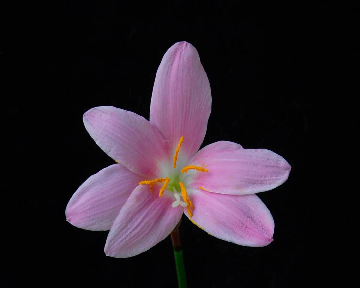 Zephyranthes robustus - Image 2