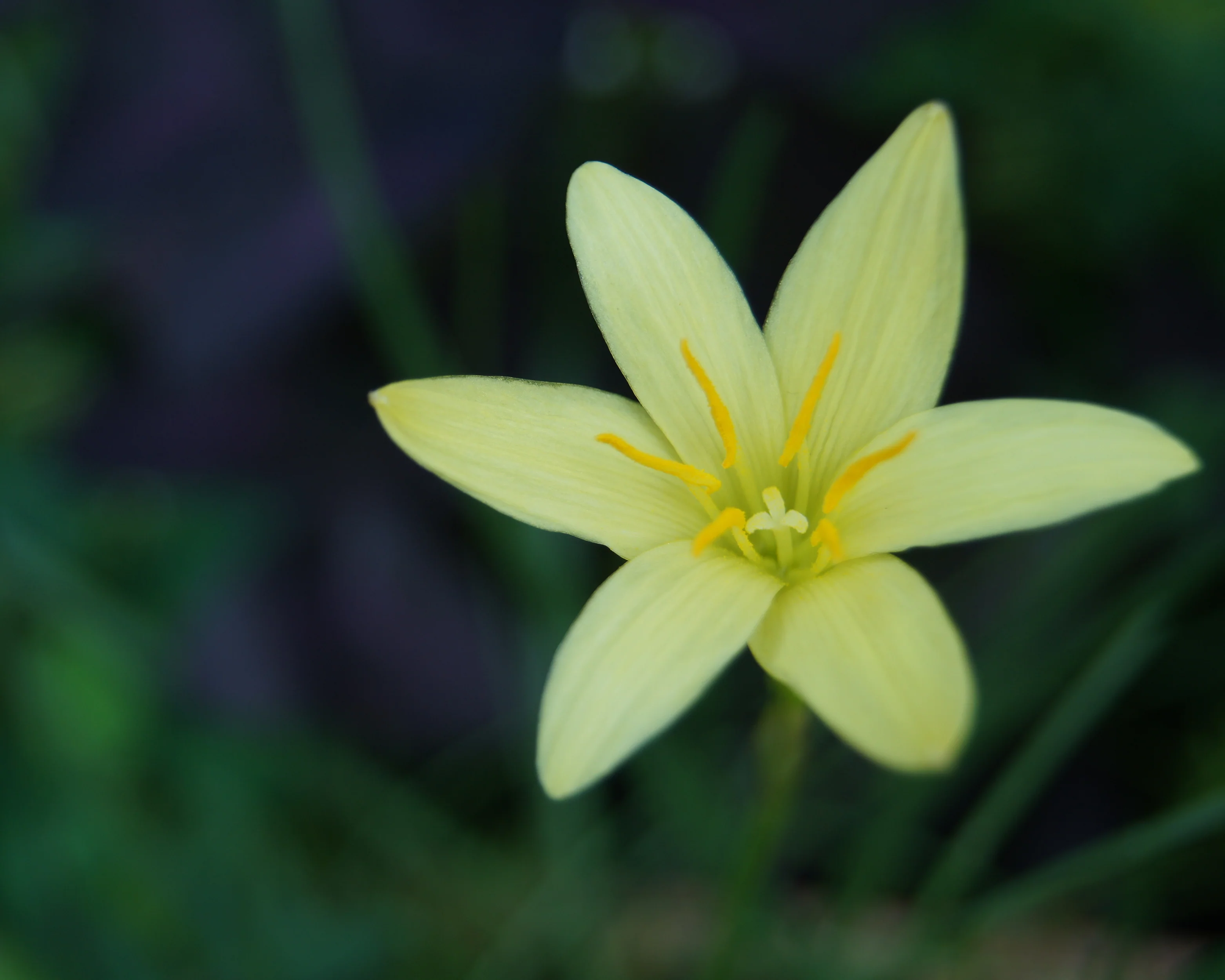Zephyranthes sulphurea - Image 7